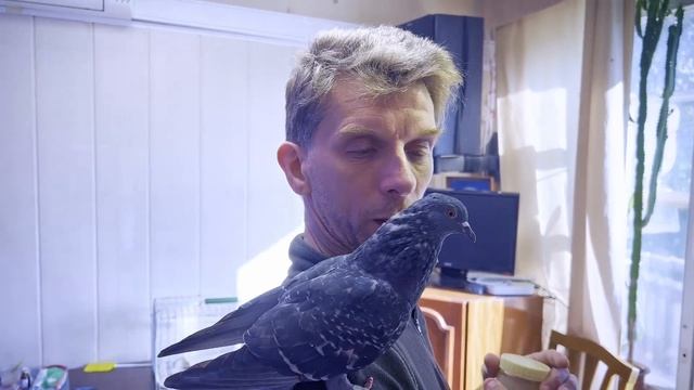 Когда мы выпускаем голубей - помощь для выживания на улице после дома - навыки, идеи, наблюдения смотреть онлайн