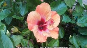 Китайская роза (цветок смерти): почему нельзя держать в доме