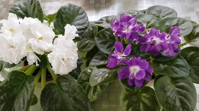 Скільки коштує фіалка|Чому так дорого смотреть онлайн