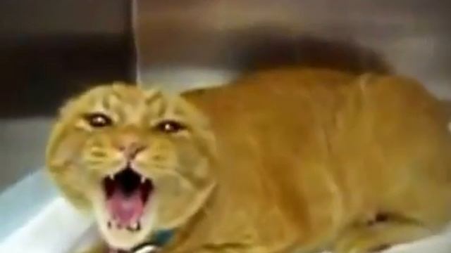 Кот матерится и БУЙНЫЙ!!! смотреть онлайн