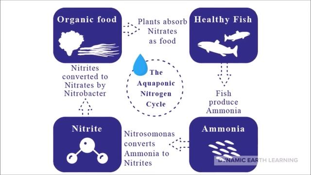Aquaponics Key to a More Sustainable Future Future Fish Farming Reducing our Foodprint смотреть онлайн