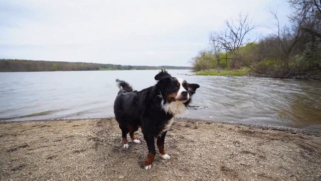 Koal Kids - Pretend - Bernese Mountain Dog смотреть онлайн