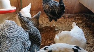 Почему погибают куры молодки