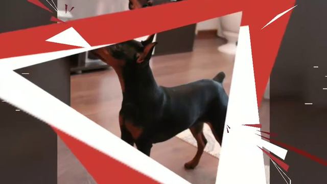 Цвергпинчер смотреть онлайн