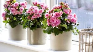 Растения для спальни// 6 вариантов