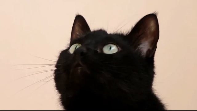 How to Keep Cats Off Counters? смотреть онлайн