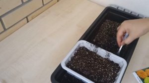 Бархатцы махровые гиганты