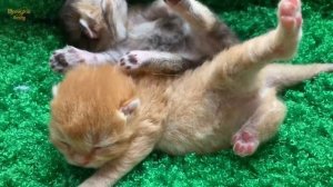 Как определить пол котенка? Простой способ!