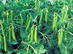 Сажаю горох рассадой. Несколько секретов для раннего урожая.