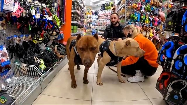 Питбули гуляют по ТОРГОВОМУ ЦЕНТРУ В КРАСНОДАРЕ впервые ! Питбуль нападает на животных в зоомагазин смотреть онлайн