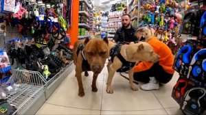 Питбули гуляют по ТОРГОВОМУ ЦЕНТРУ В КРАСНОДАРЕ впервые ! Питбуль нападает на животных в зоомагазин