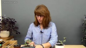 Размножение портулакарии.