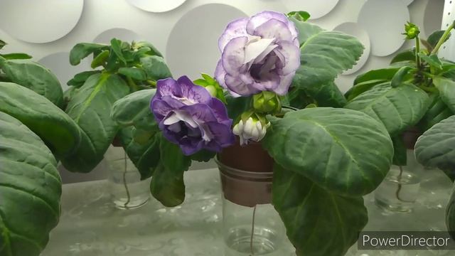 ЕН -РОЗА НАРНИИ .От бутонов до цветения.2 цветение Глоксинии.22.02.22. смотреть онлайн