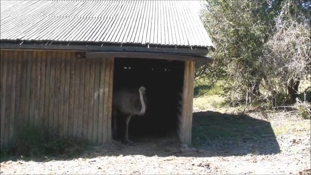 On Safari at Port Lympne Wild Animal Park смотреть онлайн