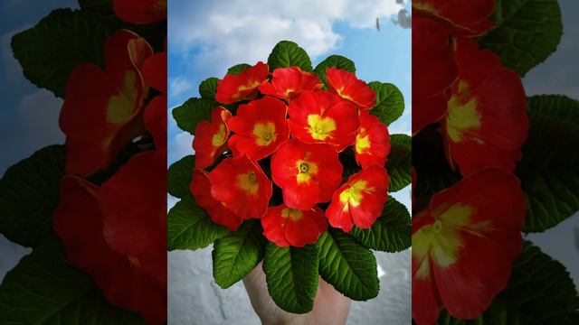 Примула из фоамирана❤ смотреть онлайн