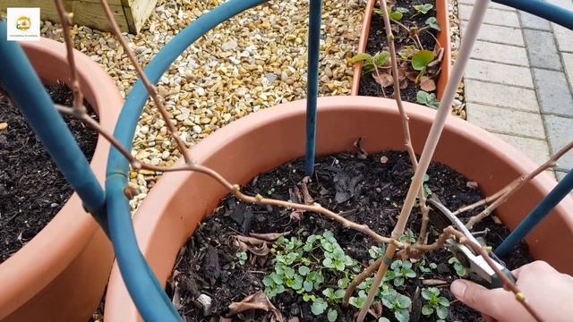 Pruning & training hardy kiwi vine ~ Pruning kiwi Arguta Issai in it's 3rd year смотреть онлайн