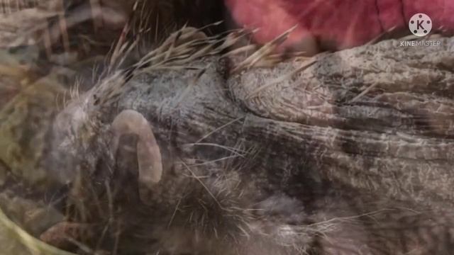 «Лысый» ежик: найденный незнакомкой, бедный лесной зверек растерял все свои иголки смотреть онлайн