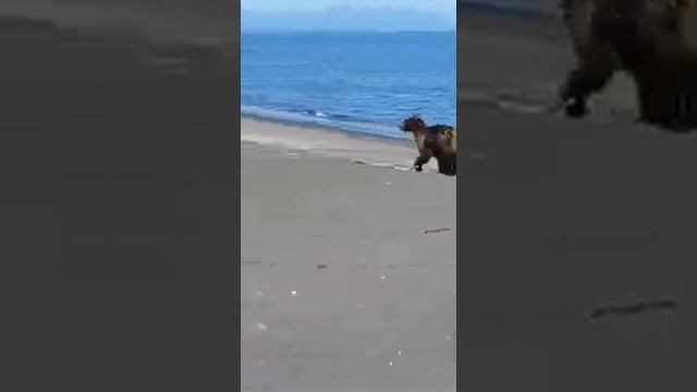 медведи рыбачат на море на сети смотреть онлайн