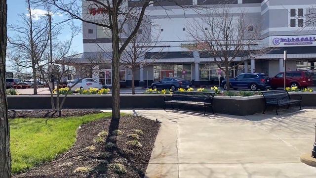 Расцвели НАРЦИССЫ и не только... смотреть онлайн