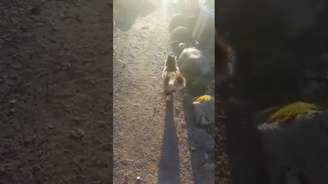 РОМАШКИ БАЗА ОТДЫХА. Приозерский район, ЛЕнинградская обл.!! смотреть онлайн
