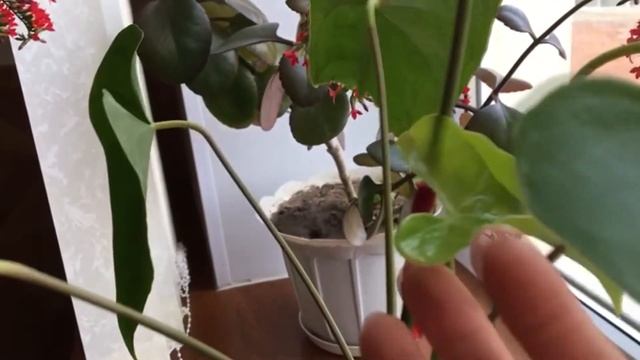 Комнатные цветы смотреть онлайн