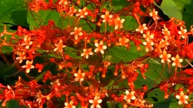 Clerodendrum Paniculatum around Backwoods Camp Goa смотреть онлайн