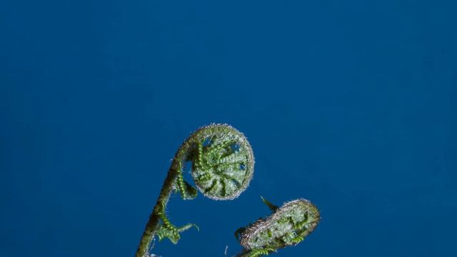 The green leaves of summer. Performed by Nova Ling. смотреть онлайн