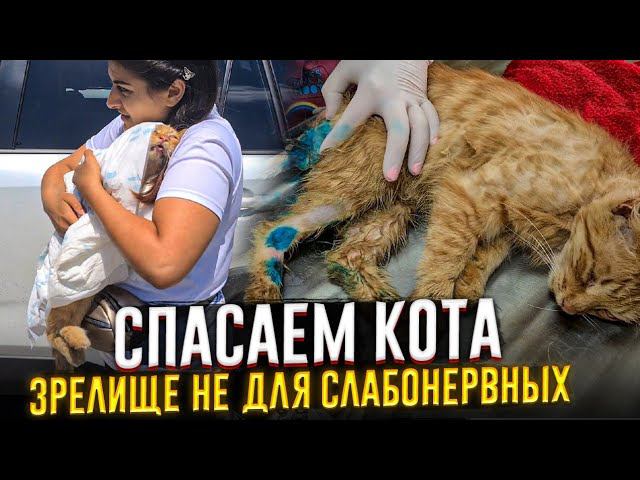 Кота сбила машина спустя 5 часов он дождался помощи, на нём уже полно опарышей