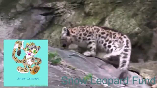 Барсята Snow leopard kittens смотреть онлайн
