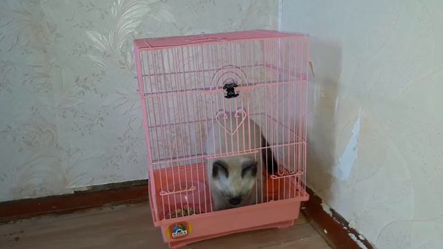 Бибер в клетке)))) смотреть онлайн