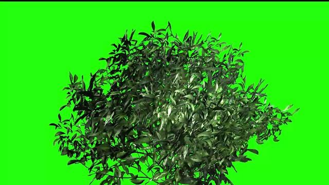 Plants Green Screen! Best tree green screen footage смотреть онлайн