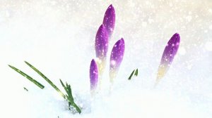 Футаж. Цветы на снегу 51