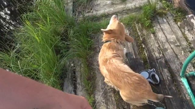 Корги на природе /Часть 2/Научился плавать! смотреть онлайн