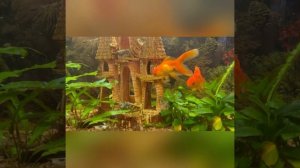 Золотые рыбки в аквариуме. Колыбельная. Успокоение