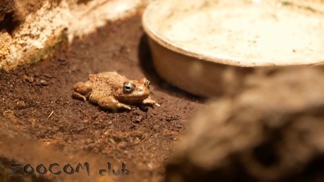 Пражский зоопарк, гуляем. Часть 2. Заключительная. смотреть онлайн