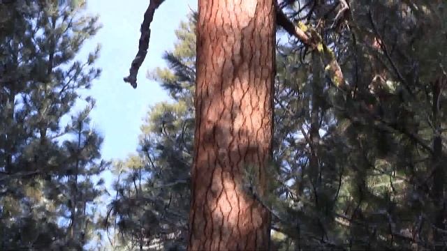 Pacific Ponderosa Pine. Желтая сосна, Орегон, США (209sp)