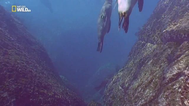 Дикое меню / Wild Menu Серия 1 Ресторан Земля / Restaurant Earth