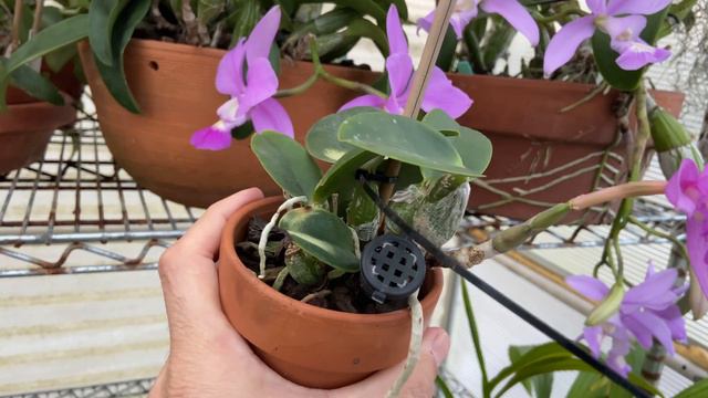 Show & Tell - Cattleya Walkeriana & Nobilior