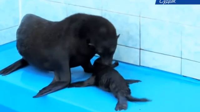 Чудо в Судакском дельфинарии смотреть онлайн