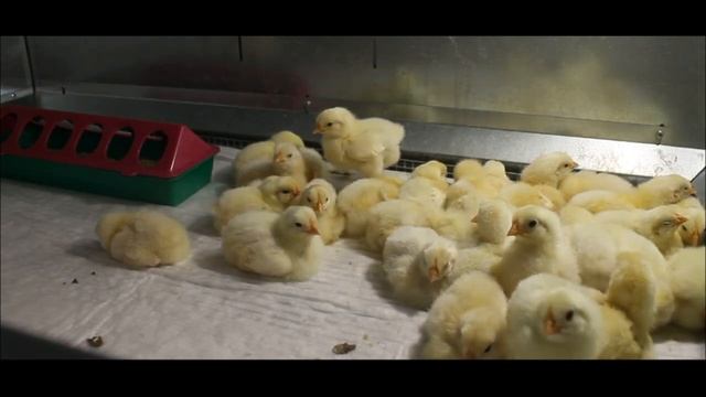 КАК КОРМИТЬ ЦЫПЛЯТ В ПЕРВЫЕ СУТКИ ИХ ЖИЗНИ . смотреть онлайн