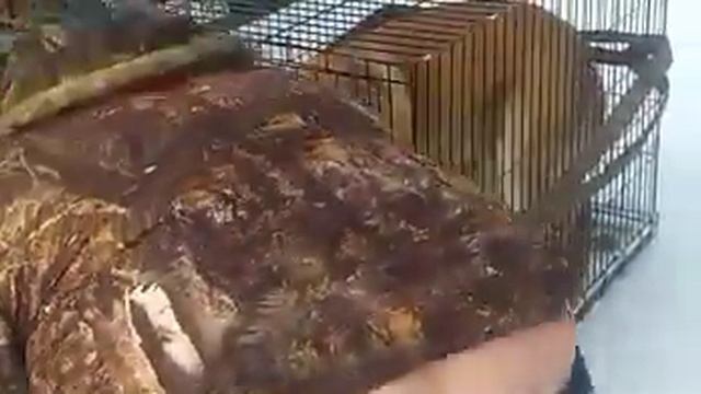 Домашний переезд из Новосибирска в Краснодар или история одного Алобая Графа! #переезд#переезднаюг