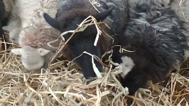 Разводим романовских овец смотреть онлайн