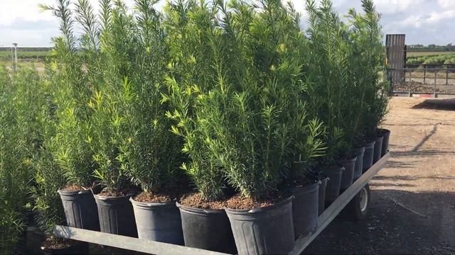 Podocarpus Wholesale - We Deliver смотреть онлайн