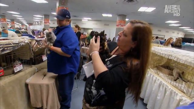 Египетская мау смотреть онлайн