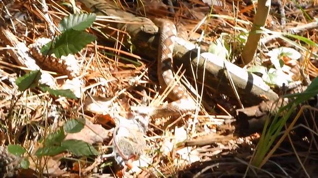 гадюка и мышь смотреть онлайн