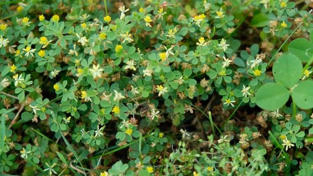 Trifolium dubium time lapse (outdoor test) смотреть онлайн