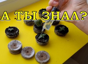 СЕКРЕТЫ правильного ПОЛИВА рассады???