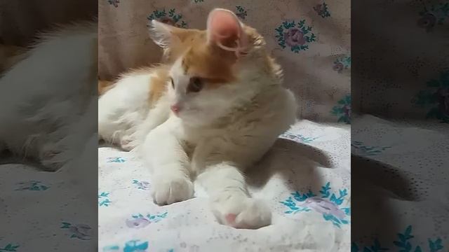 Как мои животные вображают перед камерой.Первое видео не судите строго. смотреть онлайн