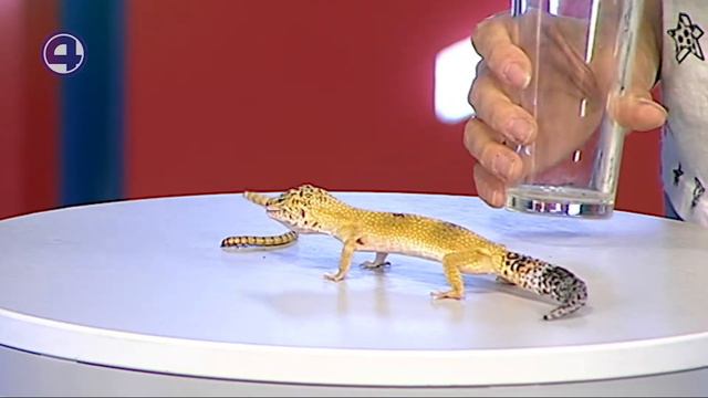 Родились зверята смотреть онлайн