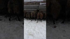 Самий лучший корм для овец